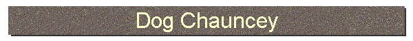 Dog Chauncey