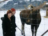 Moose in Alaska